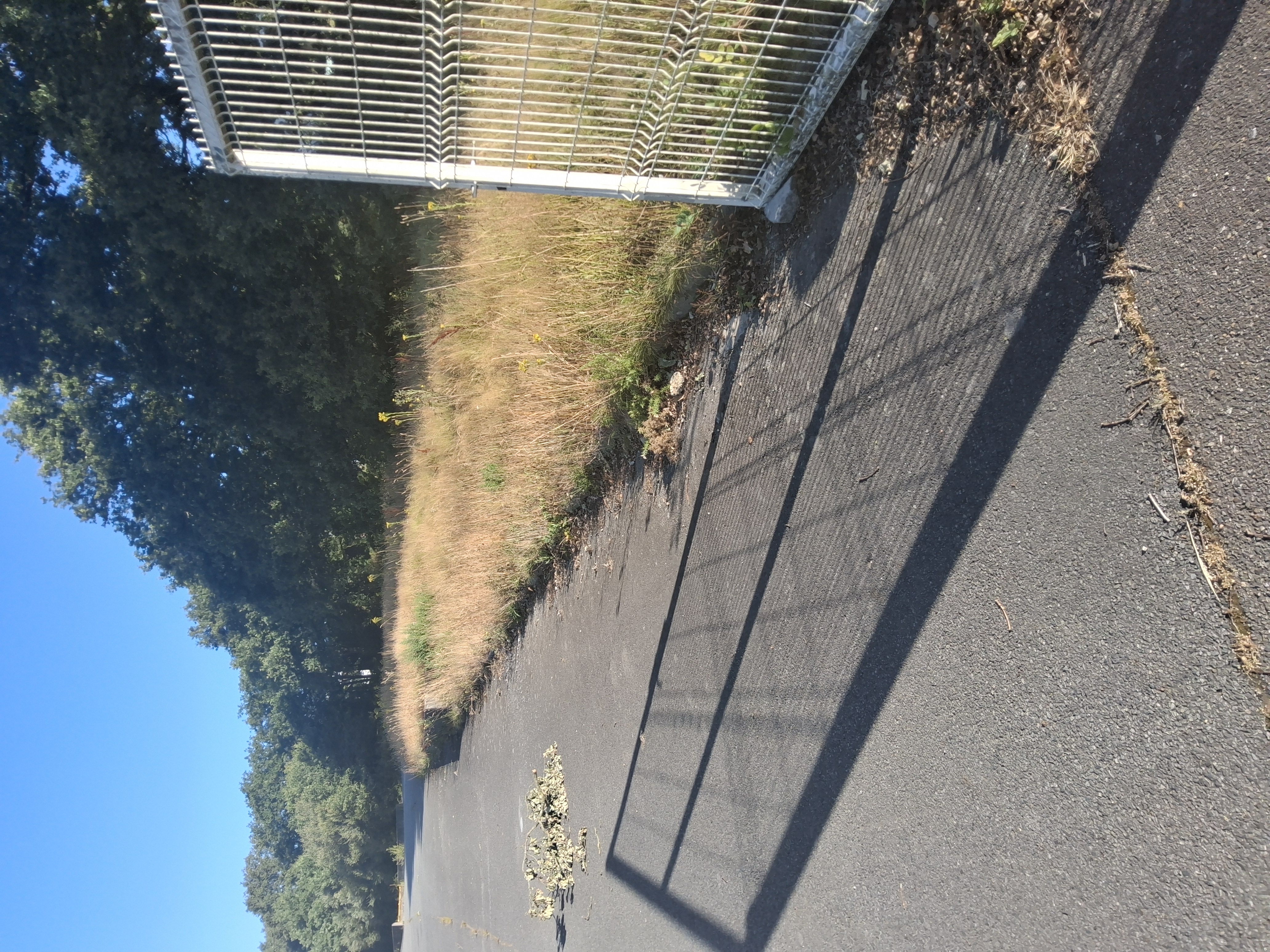 before-image