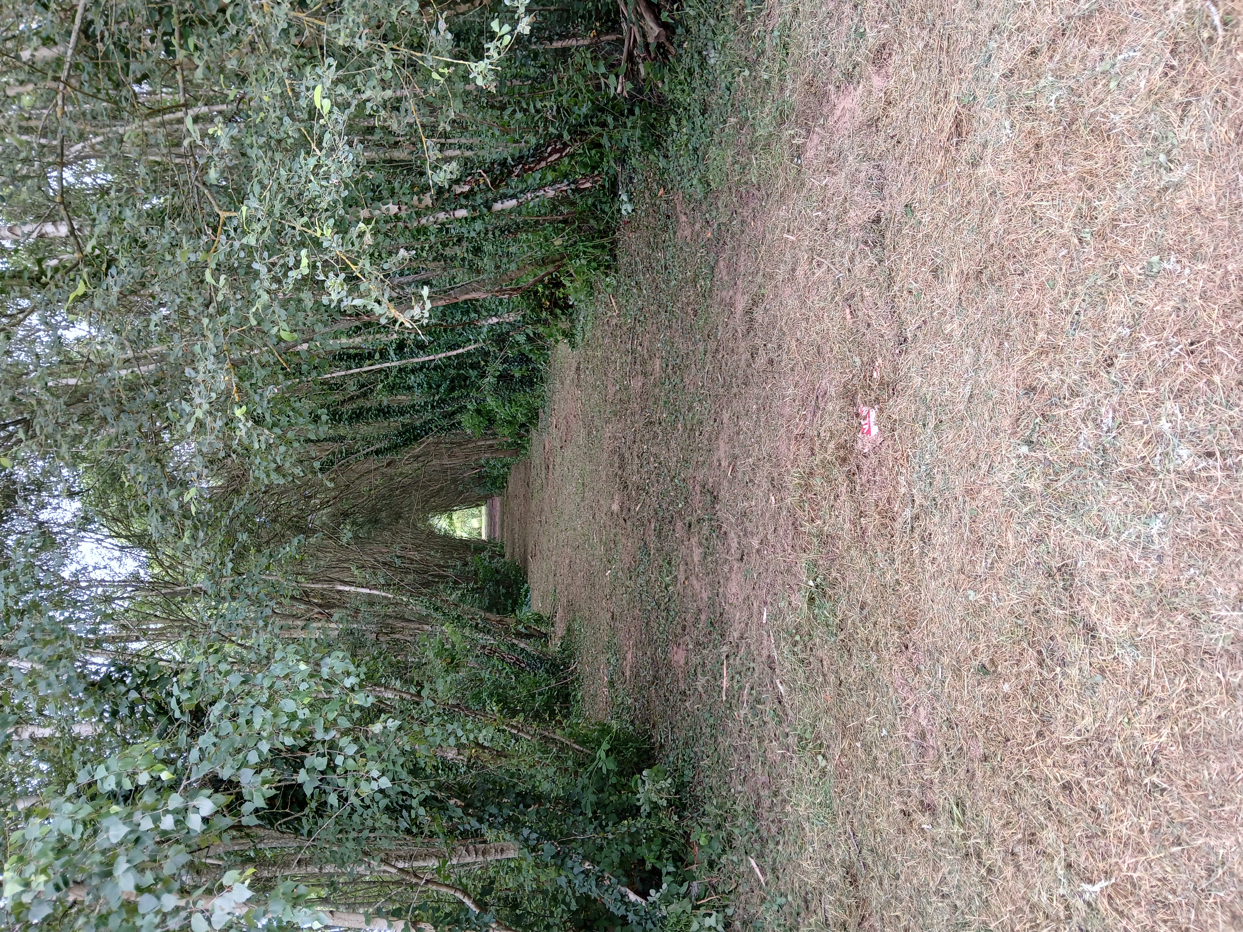 after-image