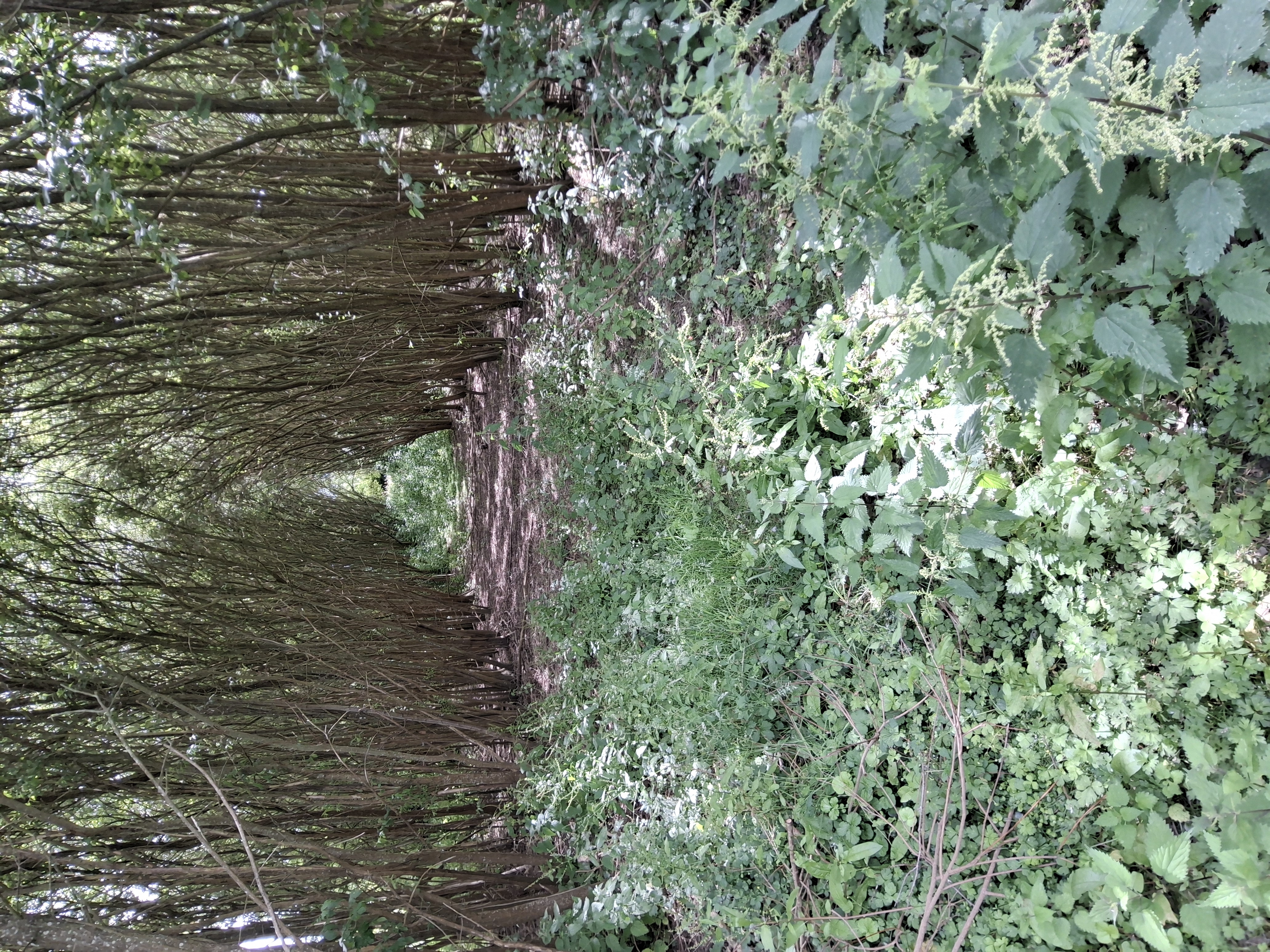 before-image